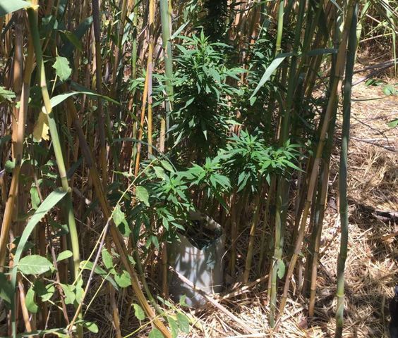 Κατάσχεση δενδρυλλίων κάνναβης στη Νάξο