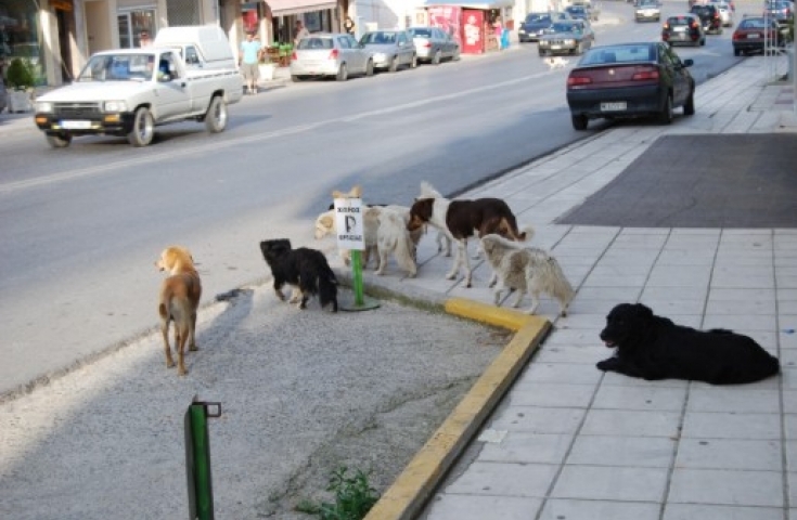 Εκτεταμένο το πρόβλημα με τα αδέσποτα στη Ναύπακτο
