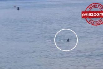 Καρχαρίας βγήκε στα ρηχά της Χαλκίδας! - ΔΕΙΤΕ ΒΙΝΤΕΟ