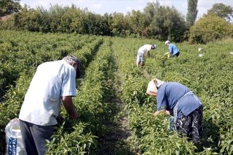 Έρχονται υπέρογκα χαράτσια για πάνω από 575.000 αγρότες! Τί θα πληρώσουν