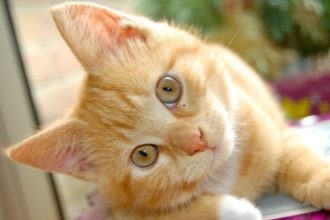 Φρίκη - Διακοπτό: Κρέμασαν γάτο από την ουρά και πήγαν να του βάλουν φωτιά! ΦΩΤΟΓΡΑΦΙΕΣ