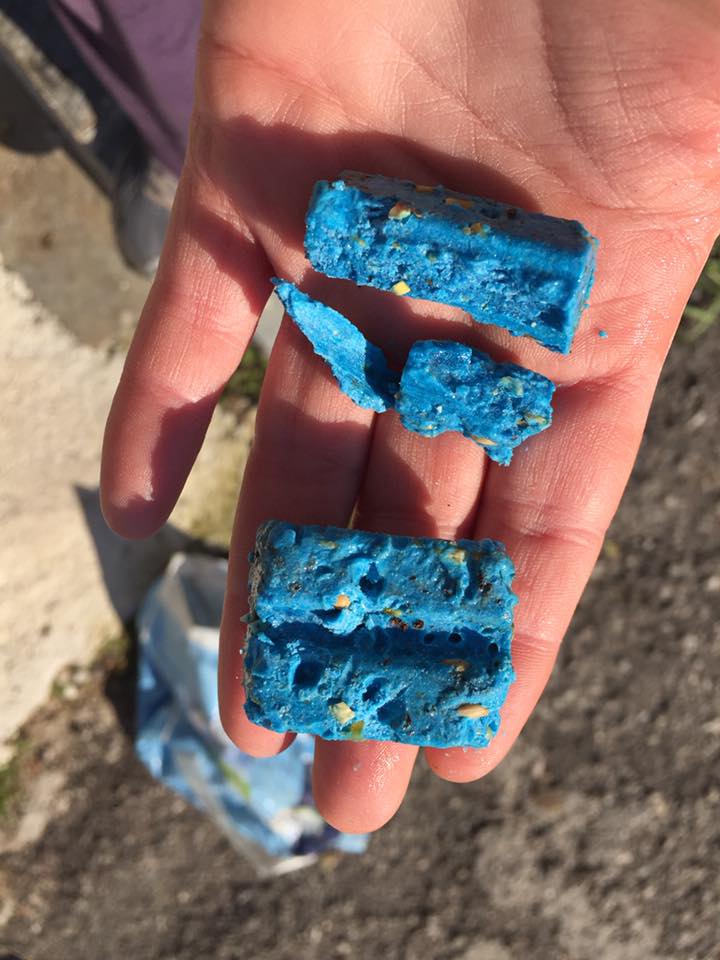 ΦΡΙΚΗ στο Μεσολόγγι! Δηλητηρίασαν τέσσερα ζώα μέσα σε αυλή σπιτιού!