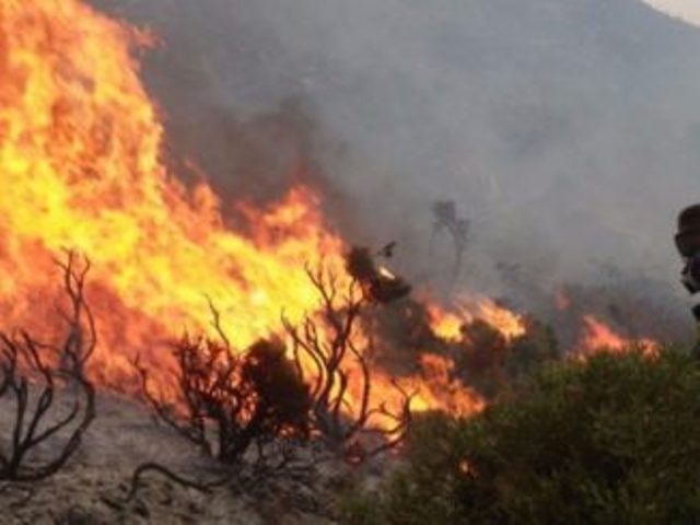 Υπό μερικό έλεγχο η πυρκαγιά σε πευκοδάσος της Κόνιτσας