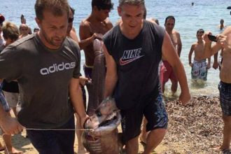 Ηλεία: Ψαράδες έπιασαν στα ανοικτά, μικρά καρχαριοειδή