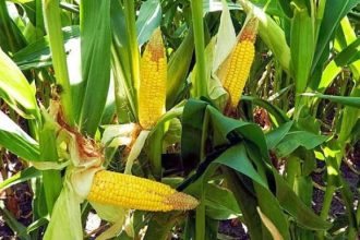 Ηλεία: Μειωμένη και με προβλήματα η φετινή παραγωγή του καλαμποκιού