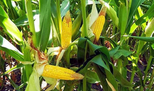 Ηλεία: Μειωμένη και με προβλήματα η φετινή παραγωγή του καλαμποκιού