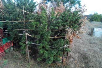 Συνελήφθη 43χρονος για κατοχή δενδρυλλίων κάνναβης