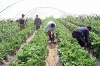 Μανωλάδα: Εργάτες γης εξετάστηκαν απο ομάδα γιατρών της 6ης Υ.ΠΕ