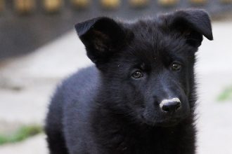 Αδέσποτο επιτέθηκε σε 11χρονο - Καταγγέλθηκε στην Αστυνομία