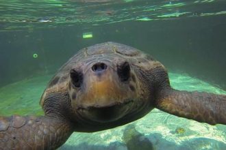 Απελευθέρωση θαλάσσιας χελώνας Caretta caretta στην παραλία Λεχαινών