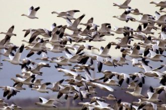 Οικολόγοι Πράσινοι: Να δοθεί χρόνος στα αποδημητικά να γυρίσουν στις φωλιές τους