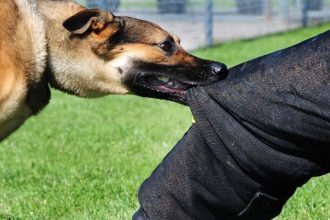 Αντίρριο: Πέντε σκυλιά επιτέθηκαν και δάγκωσαν 70χρονη