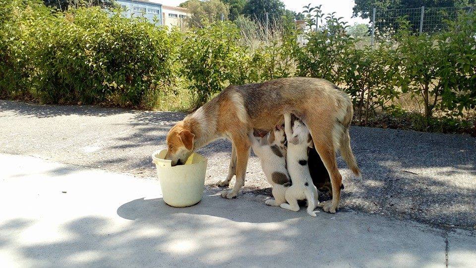 Φρίκη στην Αχαΐα: Δηλητηρίασαν σκυλίτσα που είχε γεννήσει