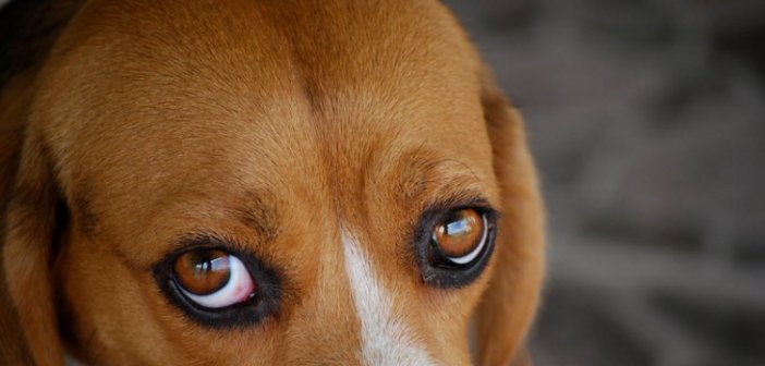 Θα πληρώσει 30.000 ευρώ ο 28χρονος για την θανάτωση του σκύλου