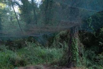 Χειροπέδες σε 66χρονο στην Ηλεία - Καλλιεργούσε 80 δενδρύλλια κάνναβης - ΦΩΤΟΓΡΑΦΙΕΣ