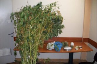 Αγρίνιο: Είχε μετατρέψει τον κήπο του σε χασισοφυτεία - ΦΩΤΟΓΡΑΦΙΕΣ