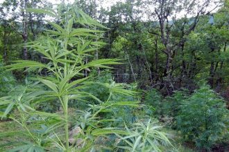 Καλαμάτα: Εντοπίστηκε φυτεία με 103 δενδρύλλια κάνναβης