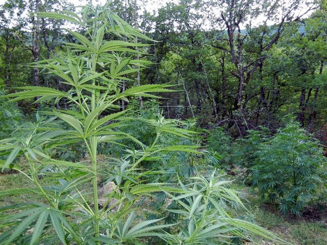 Καλαμάτα: Εντοπίστηκε φυτεία με 103 δενδρύλλια κάνναβης