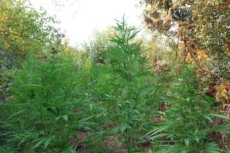 Αχαΐα: Έκρυβαν στο δάσος χασισοφυτεία 450 δενδρυλλίων στην Κάτω Πτέρη - ΦΩΤΟΓΡΑΦΙΕΣ