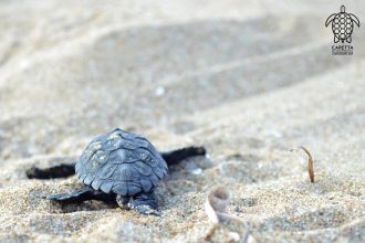 Τα πρώτα χελωνάκια του Εθνικού Πάρκου Κοτυχίου-Στροφυλιάς - ΦΩΤΟΓΡΑΦΙΕΣ ΚΑΙ ΒΙΝΤΕΟ