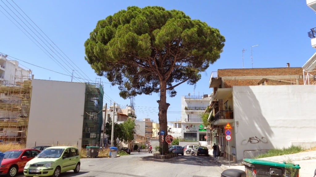 Πάτρα: Παρέμβαση σήμερα για τη διατήρηση της κουκουναριάς στην Αρόη