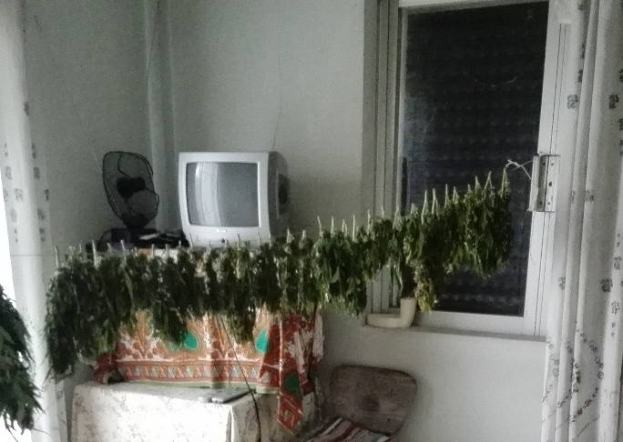 Ηλεία: Είχε κρεμάσει από τα... μανταλάκια το χασίς για να το στεγνώσει - Στη "φάκα" καλλιεργητής ναρκωτικών ΔΕΙΤΕ ΦΩΤΟΓΡΑΦΙΕΣ