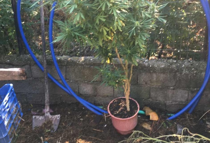 Αιτωλοακαρνανία: Καλλιεργούσαν στην αυλή τους κάνναβη - Έφθαναν τέσσερα μέτρα τα δενδρύλλια - ΔΕΙΤΕ ΦΩΤΟΓΡΑΦΙΕΣ