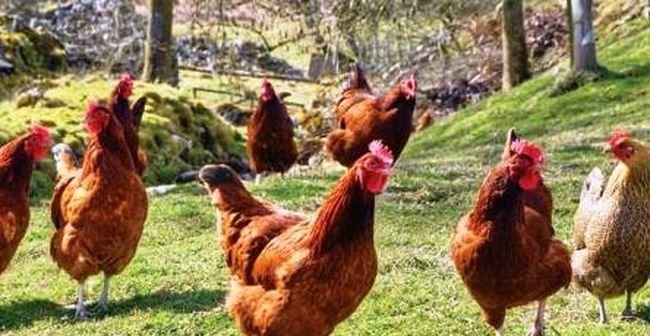 Στράτος: 36χρονη έκλεψε 52 κότες από κοτέτσι