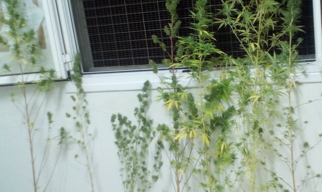 Αχαΐα: Καλλιεργούσε το χασίς σε... γλάστρες - Στη "φάκα" από την ΟΠΚΕ - ΔΕΙΤΕ ΦΩΤΟ