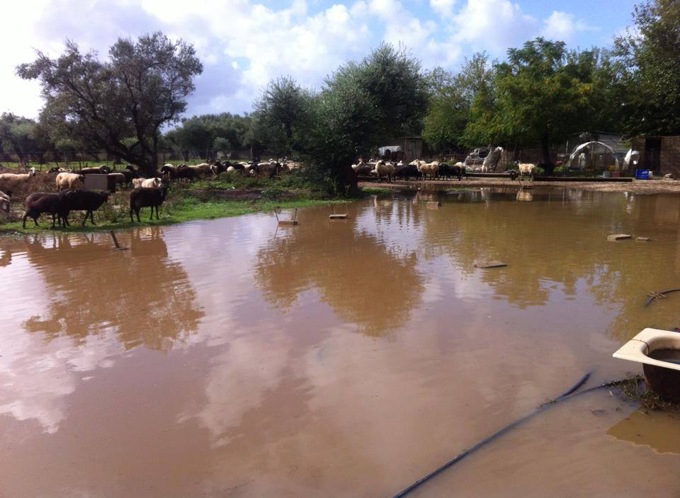 Δυτική Αχαΐα: «Η κακοκαιρία μας γονάτισε ...από εδώ και πέρα σηκώνουμε τα χέρια ψηλά» - Έκκληση στην Περιφέρεια για οικονομική ενίσχυση