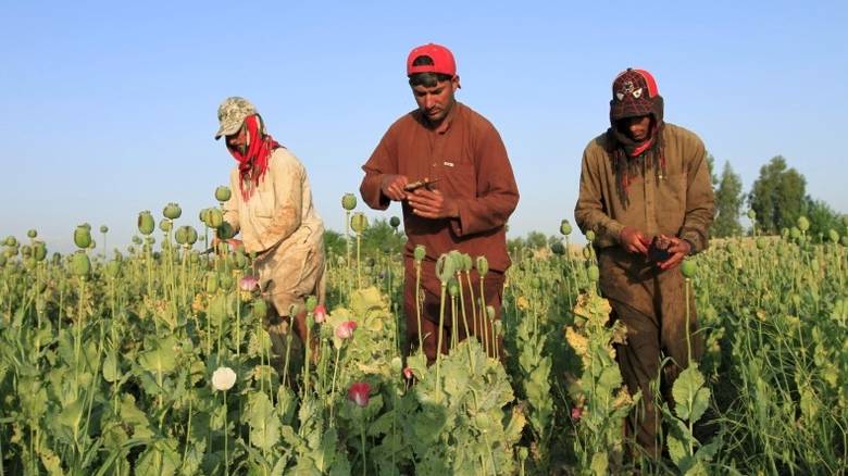 Αφγανιστάν: Μεγάλη αύξηση της παραγωγής οπίου το 2016