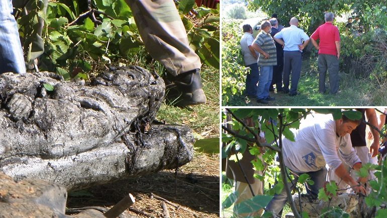 Πάτρα: Με νταλίκες μετέφεραν τα κλεμμένα αρχαία στο εξωτερικό - Τα διοχέτευαν σε οίκους δημοπρασιών