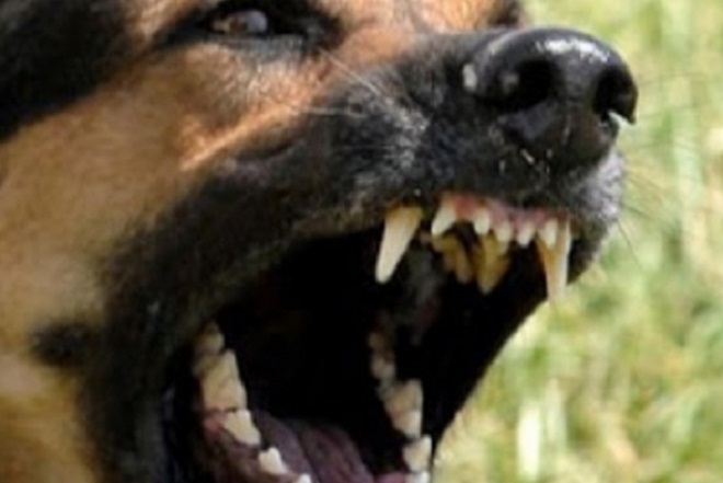 Σκύλος δάγκωσε στο κεφάλι 16χρονη μαθήτρια