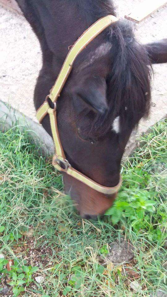 Πάτρα: Κάθε μέρα και καλύτερα το άλογο που "έσβηνε" χωρίς να το βοηθήσει κάποιος... ΔΕΙΤΕ ΒΙΝΤΕΟ