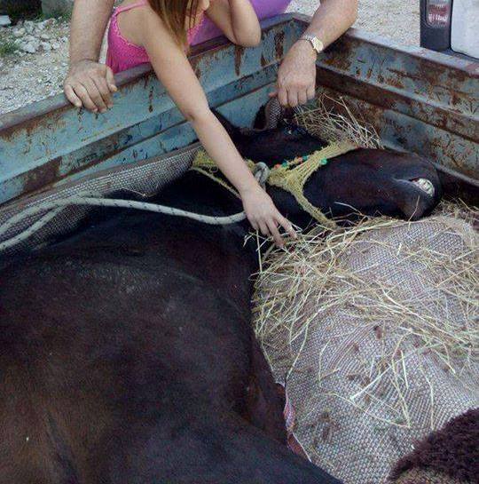 Στο Άργος μεταφέρεται το εγκαταλελειμμένο άλογο - "Μάχη" με το χρόνο για την διάσωση του - ΦΩΤΟΓΡΑΦΙΕΣ