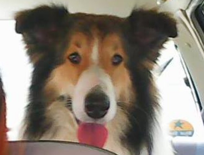 Πάτρα: Χάθηκε το σκυλάκι τους και το ψάχνουν!