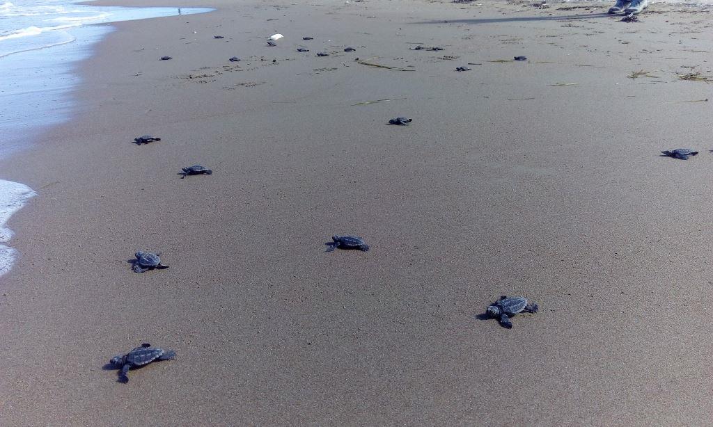 Τα τελευταία... αργοπορημένα χελωνάκια του Εθνικού Πάρκου Κοτυχίου - Στροφυλιάς ΔΕΙΤΕ ΦΩΤΟΓΡΑΦΙΕΣ