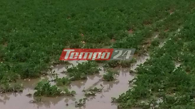 «Σάπισαν» οι καλλιέργειες πατάτας στον κάμπο της δυτικής Αχαΐας! ΔΕΙΤΕ ΦΩΤΟΓΡΑΦΙΕΣ