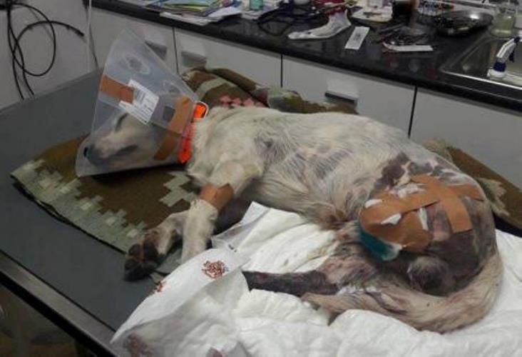 Ο Φιλοζωϊκός Σύλλογος ΕΛ.Α.Δ.Α. για το σκυλάκι που ακρωτηριάστηκε – Εντόπισαν το όχημα