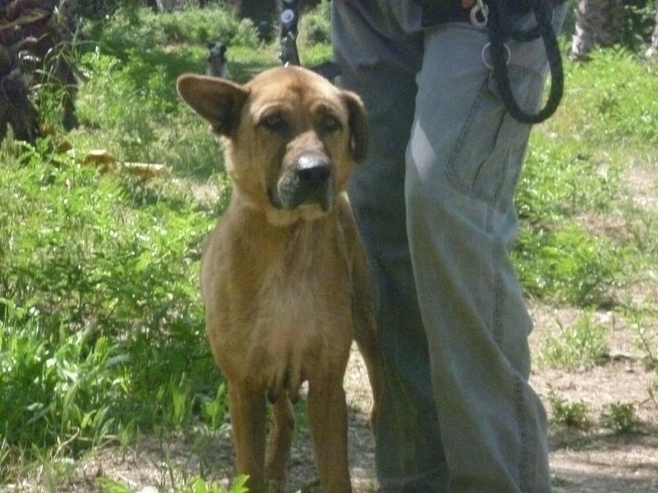 Η Ελληνική Αστυνομία δίνει το δικό της «παρών» στο θέμα της προστασίας των ζώων