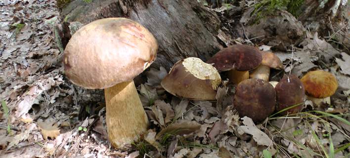 Μανιτάρια Αχαΐας - Τα "διαμάντια" της περιοχής που δυστυχώς δεν έχουν αξιοποιηθεί! Πάνω από 3.000 είδη μανιταριών στα βουνά - Τα 150 τρώγονται - ΔΕΙΤΕ ΦΩΤΟΓΡΑΦΙΕΣ