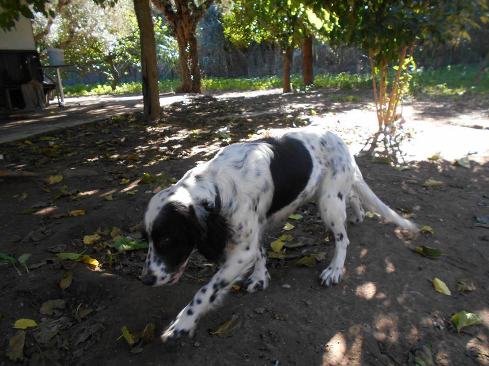 Κάτω Αχαΐα: Έκλεψαν από φιλοζωικό σύλλογο τον σκύλο που είχαν περιθάλψει- 300 ευρώ η αμοιβή σε όποιον το βρει!