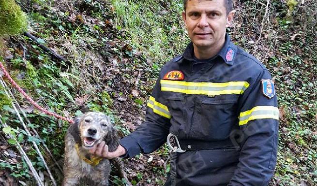 Επιχείρηση δύο ωρών για την διάσωση της «Κάρα» - Η συγκλονιστική ιστορία της σκυλίτσας του Πατρινού επιχειρηματία Παναγιώτη Ξένου