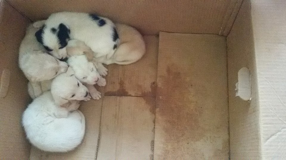 Κάτω Αχαΐα: «Μάθημα» ανθρωπιάς από τα παιδιά του 2ου Δημοτικού Σχολείου