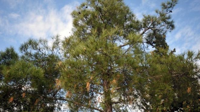 Ηλεία: Σε ποια περιοχή τα πεύκα "απειλούν" τους κατοίκους - ΦΩΤΟ