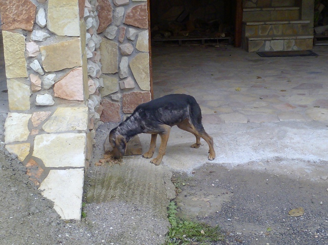 Σώθηκαν σκυλίτσες που περιφέρονταν σκελετωμένες στην Κάτω Ζαχλωρού - Τα ζώα παρέμεναν αβοήθητα μετά την αυτοκτονία του ιδιοκτήτη τους…