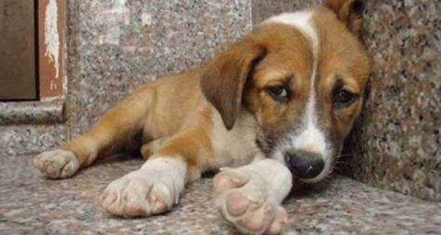 ΠΑΤΡΑ: Συγκέντρωση διαμαρτυρίας φιλόζωων έξω από το Δημαρχείο