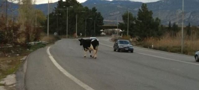 Τράκαρε με αγελάδα στην Εθνική Οδό Ηγουμενίτσας – Πρέβεζας