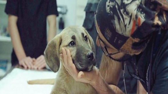 Σώθηκε κουταβάκι που είχε παγιδευτεί δέκα μέρες σε πηγάδι