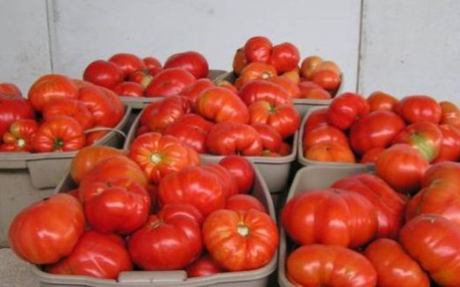 Κατασχέθηκαν ντομάτες με υπολείμματα φυτοφάρμακου